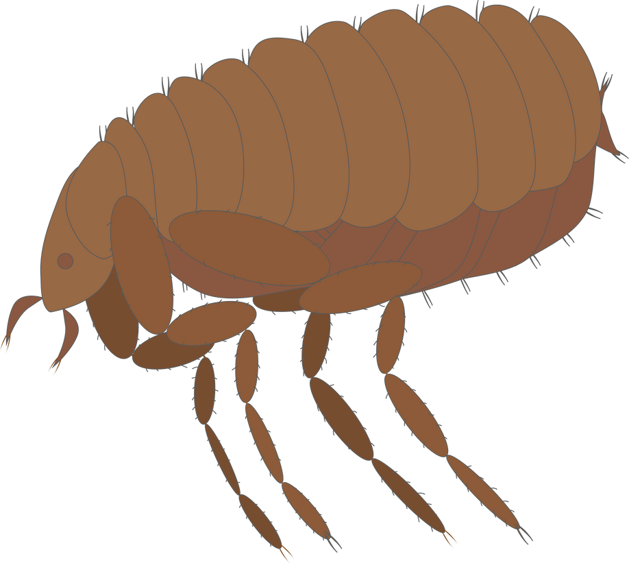 Illustration of a Bug